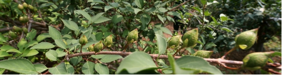 圖片關鍵詞 圖片關鍵詞